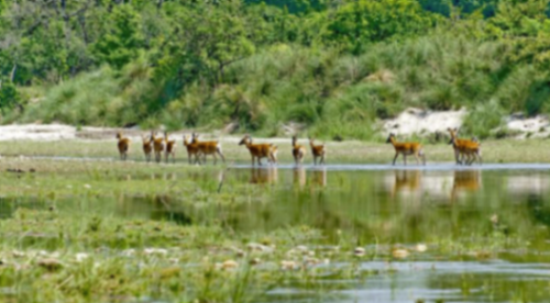 Bardia National Park, Nepal: Complete Travel Guide, Wildlife, Safari, Best Time to Visit and Things to Do