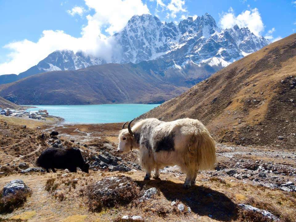 gokyo-lake-and-yak.jpg