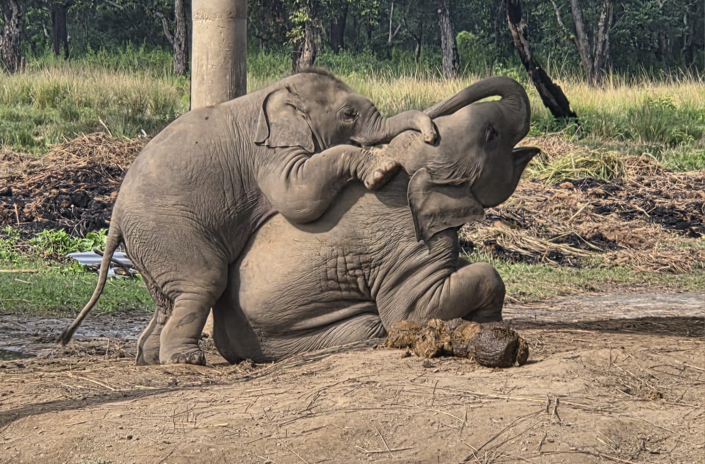 Mum & Baby elephant are enjoying at elephant breeding center at Chitwan National Park
